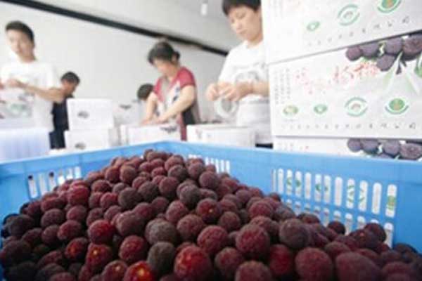 杨梅冷藏库-2