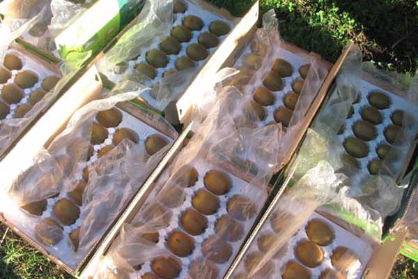 300 MW锅炉运行的优化_no.1042