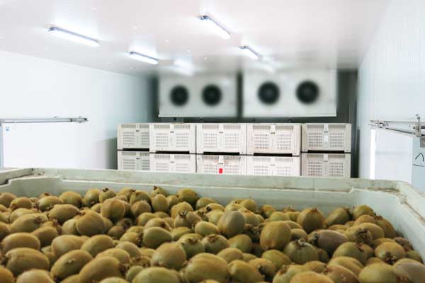 蔬菜冷库:生鲜食品堆上应覆盖防水布或芦席的图片598